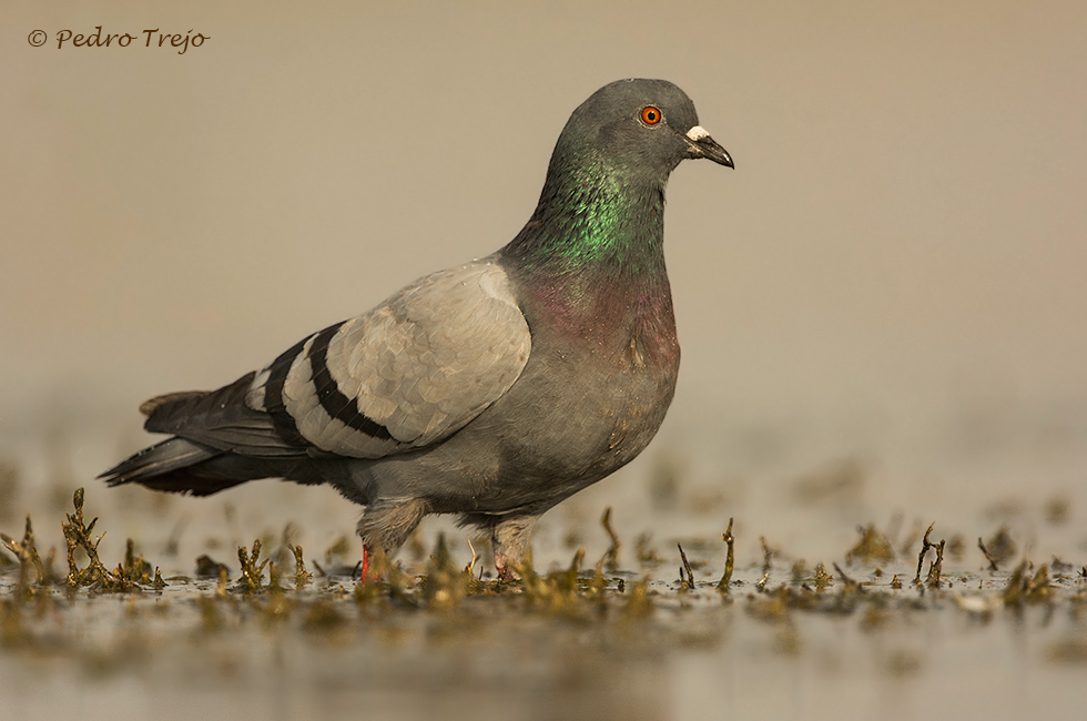 Paloma bravia (Columba livia)